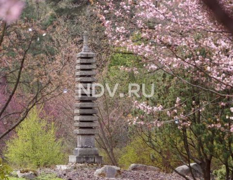 Сакура в Москве: семь мест, куда еще можно успеть в этом апреле